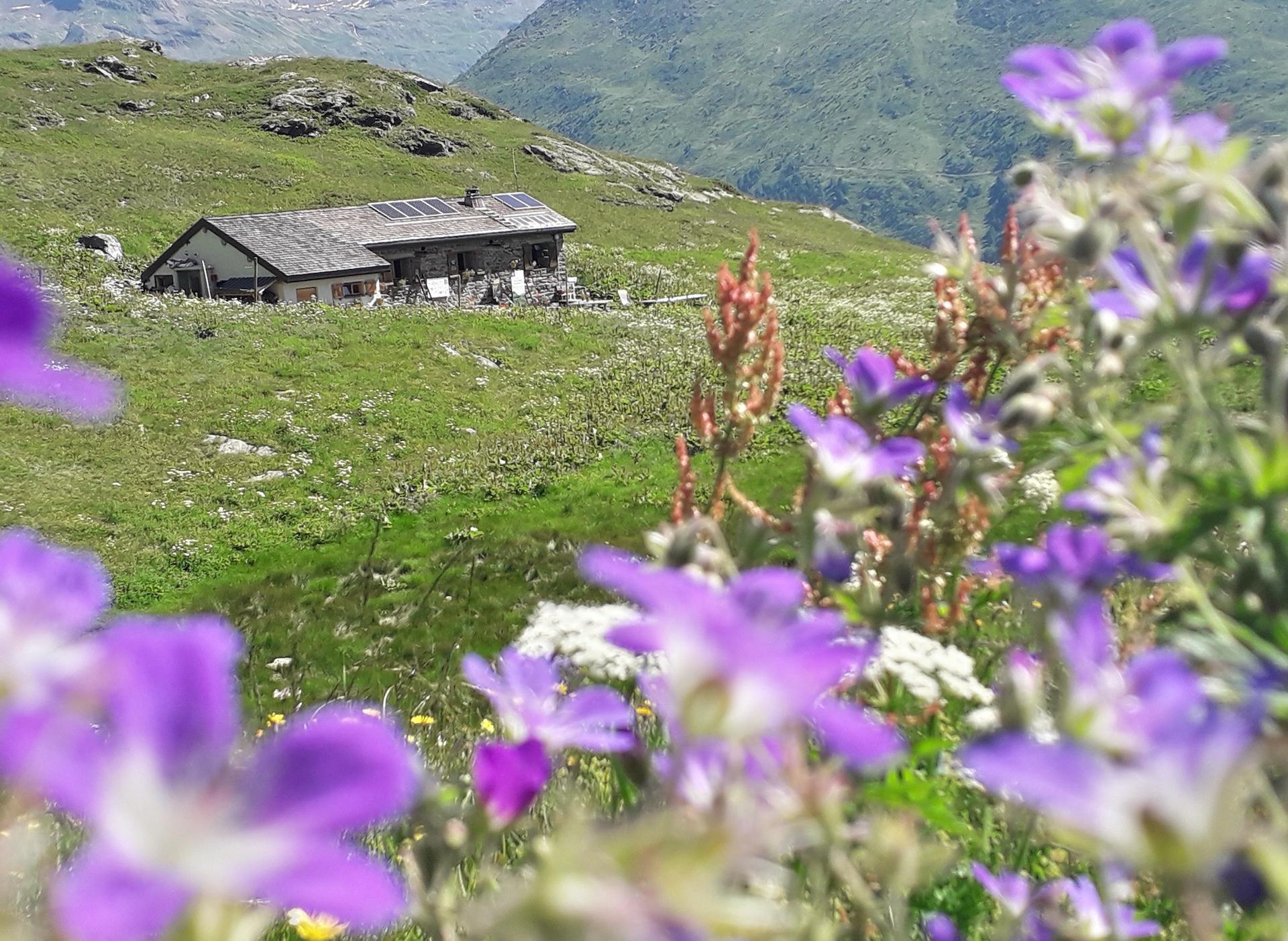 Photo du refuge et paysage fleuri